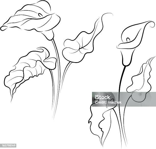 Calla Lily Stock Illustration - Download Image Now - Calla Lily, Beauty In Nature, Blossom