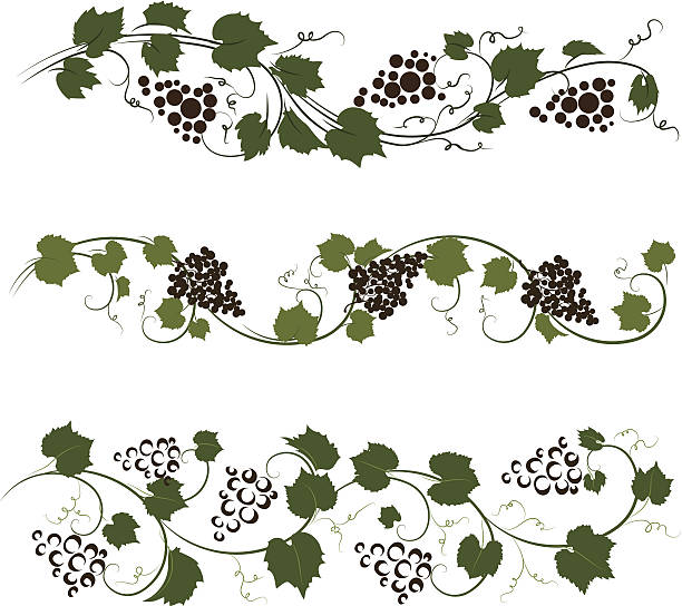 Grape ornaments file_thumbview_approve.php?size=1&id=22240009 vineyard wine frame vine stock illustrations