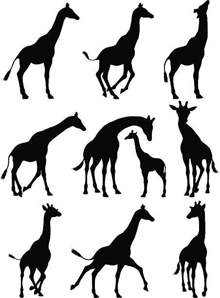 giraffe silhouetten - giraffe stock-grafiken, -clipart, -cartoons und -symbole