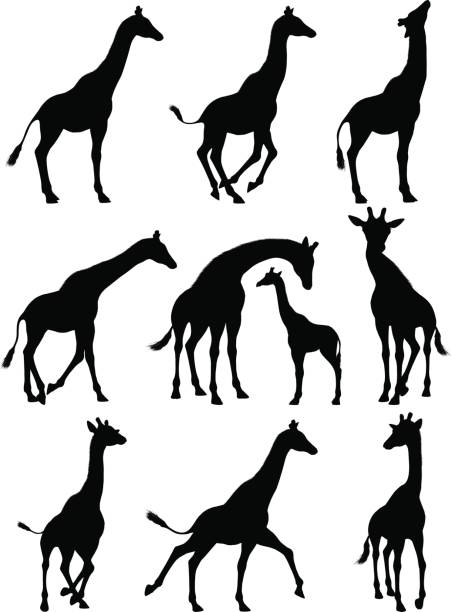 ilustraciones, imágenes clip art, dibujos animados e iconos de stock de jirafa siluetas de - zoo animal safari giraffe