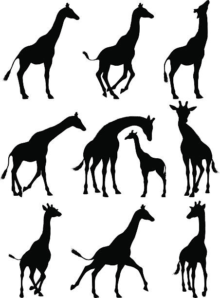 기린과 실루엣 - zoo animal safari giraffe stock illustrations
