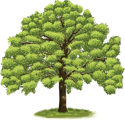 Illustration of a highly-detailed tree. Created entirely in Adobe Ideas on an iPad.