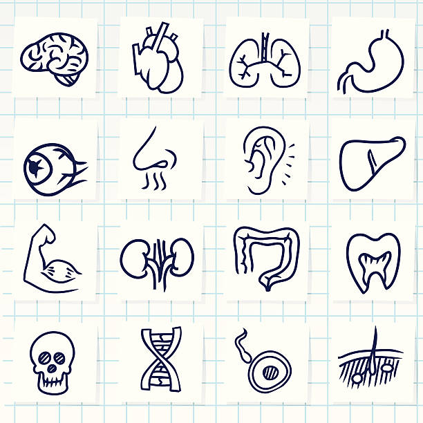 ilustraciones, imágenes clip art, dibujos animados e iconos de stock de icono de órganos - pencil drawing drawing anatomy human bone