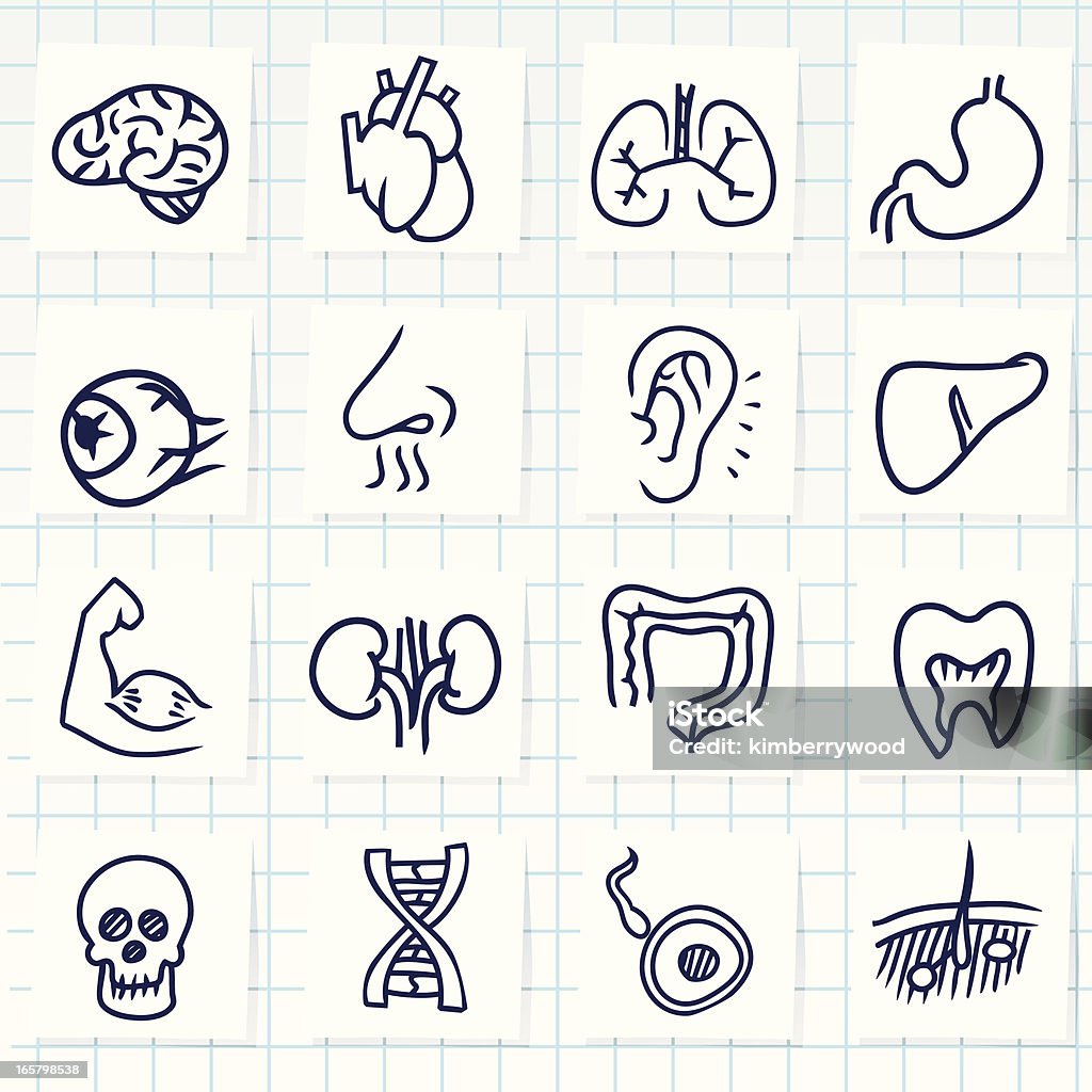 Organ Icon Vector File of Doodle Organ Icon Set Doodle stock vector