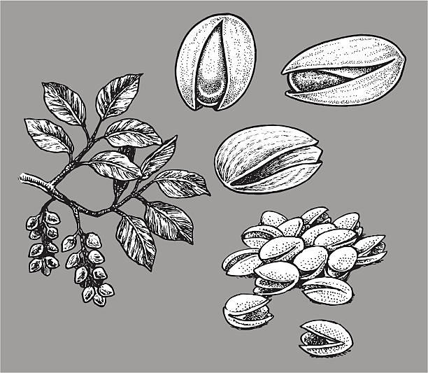 orzech pistacjowy - pistacja obrazy stock illustrations
