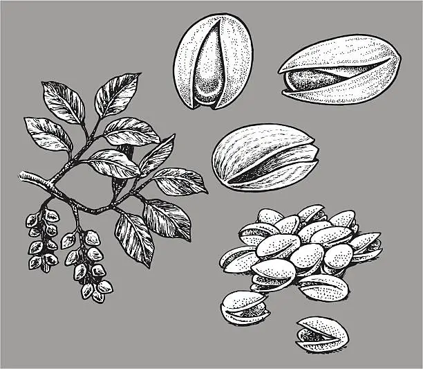 Vector illustration of Pistachio Nut
