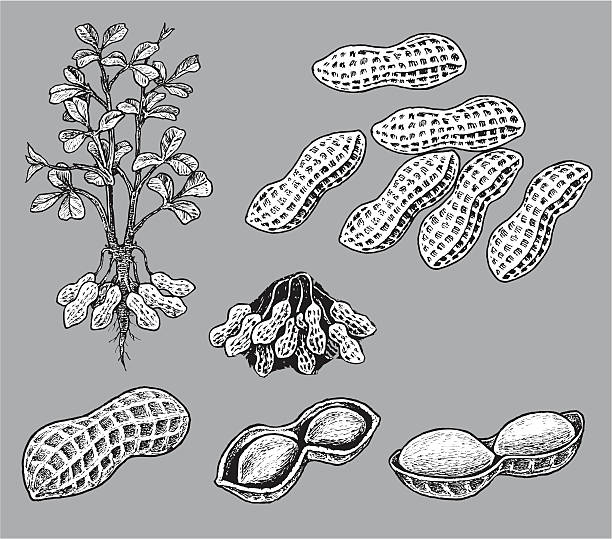 peanuts - peanut allergy food fruit stock illustrations