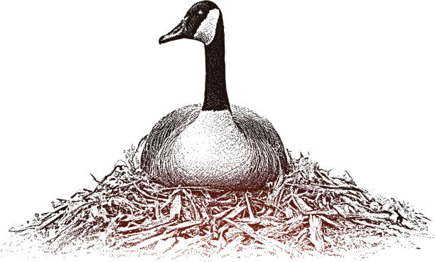 Nesting Goose Drawing 200+ Geese Nest Stock Illustrations, Royalty-Free Vector Graphics ...