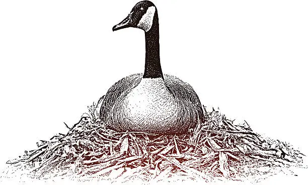 Vector illustration of Goose On Nest