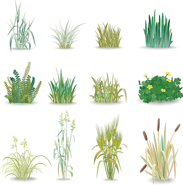 gras - grass family grass white background isolated stock-grafiken, -clipart, -cartoons und -symbole