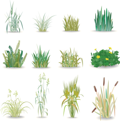 12 beautiful small shrub known grass