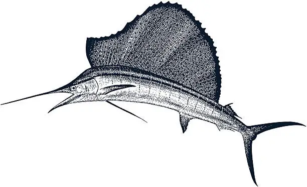 Vector illustration of Sailfish