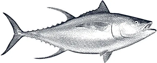 Vector illustration of Yellow Fin Tuna