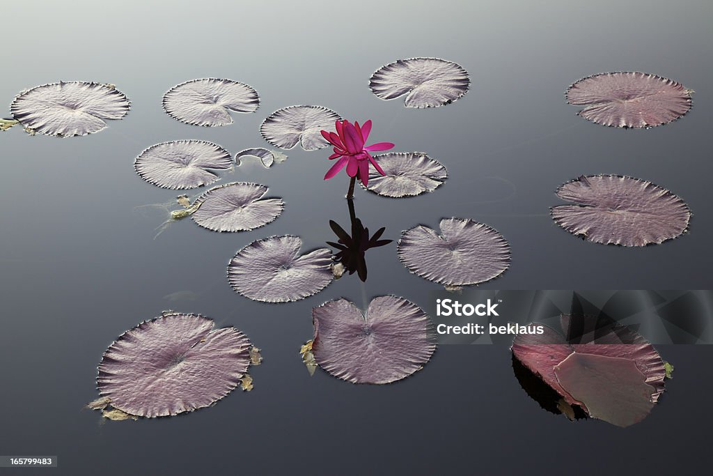 Seeros'und Pads - Lizenzfrei Lotus - Seerose Stock-Foto