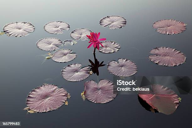 Seerosund Pads Stockfoto und mehr Bilder von Lotus - Seerose - Lotus - Seerose, Muster, Rosa