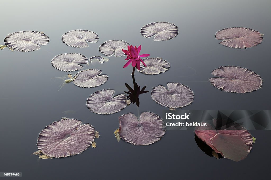 Nénuphar et blocs-notes - Photo de Lotus - Nénuphar libre de droits