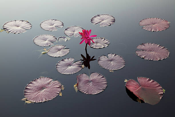 수련 및 패드 - lotus flower single flower red 뉴스 사진 이미지