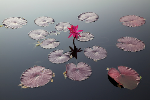 A water lily amongst lily pads on the surface of a tranquil pond.