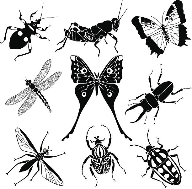 열대 곤충 - 북미긴꼬리산누에나방 stock illustrations