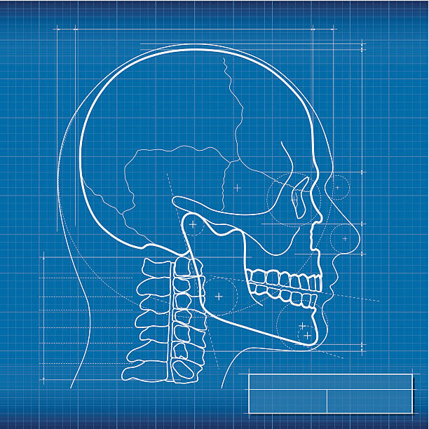 blueprint, totenkopf - vertebral body stock-grafiken, -clipart, -cartoons und -symbole