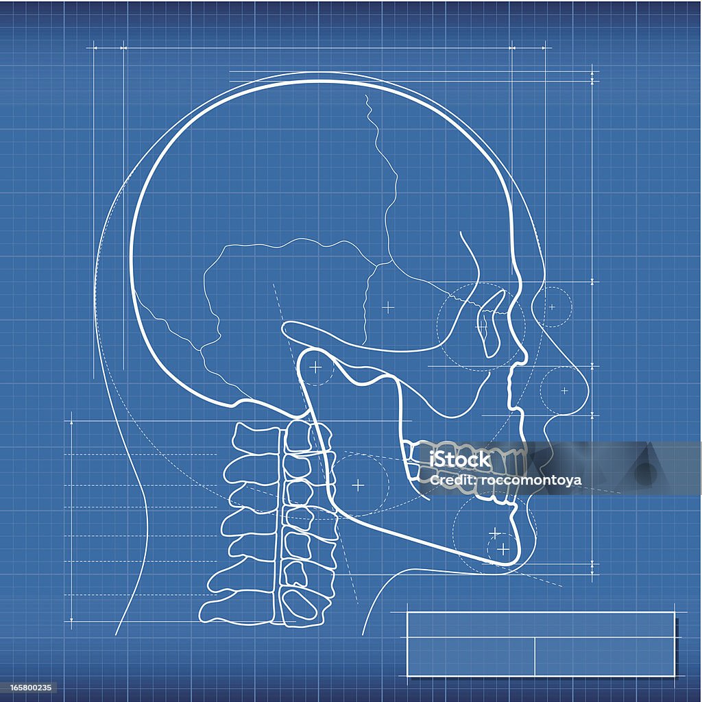 製図、スカル - ヒトのアゴの骨のロイヤリティフリーベクトルアート