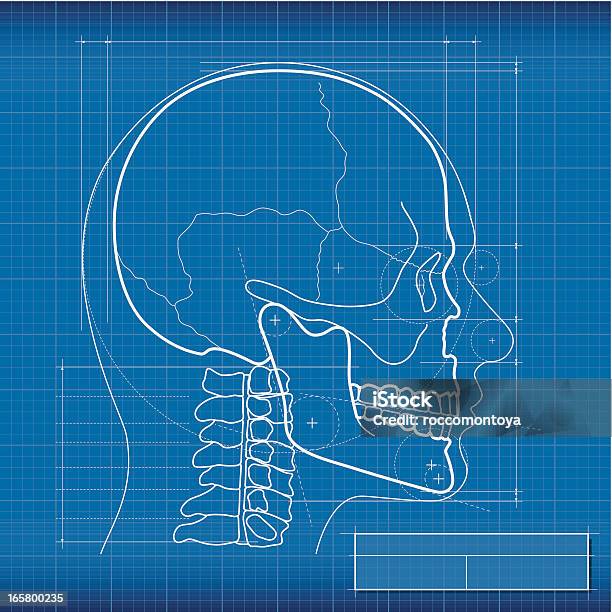 製図スカル - ヒトのアゴの骨のベクターアート素材や画像を多数ご用意 - ヒトのアゴの骨, 人間の頭蓋骨, イラストレーション