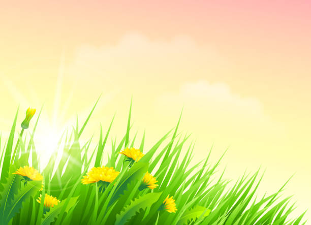 ilustraciones, imágenes clip art, dibujos animados e iconos de stock de flores de primavera - flower backgrounds single flower copy space