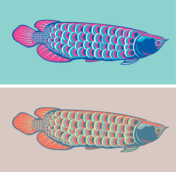 Fish Arowana Vector of golden Arowana fish. Arowanas are freshwater bony fish of the family Osteoglossidae, also known as bonytongues. golden arowana fish stock illustrations