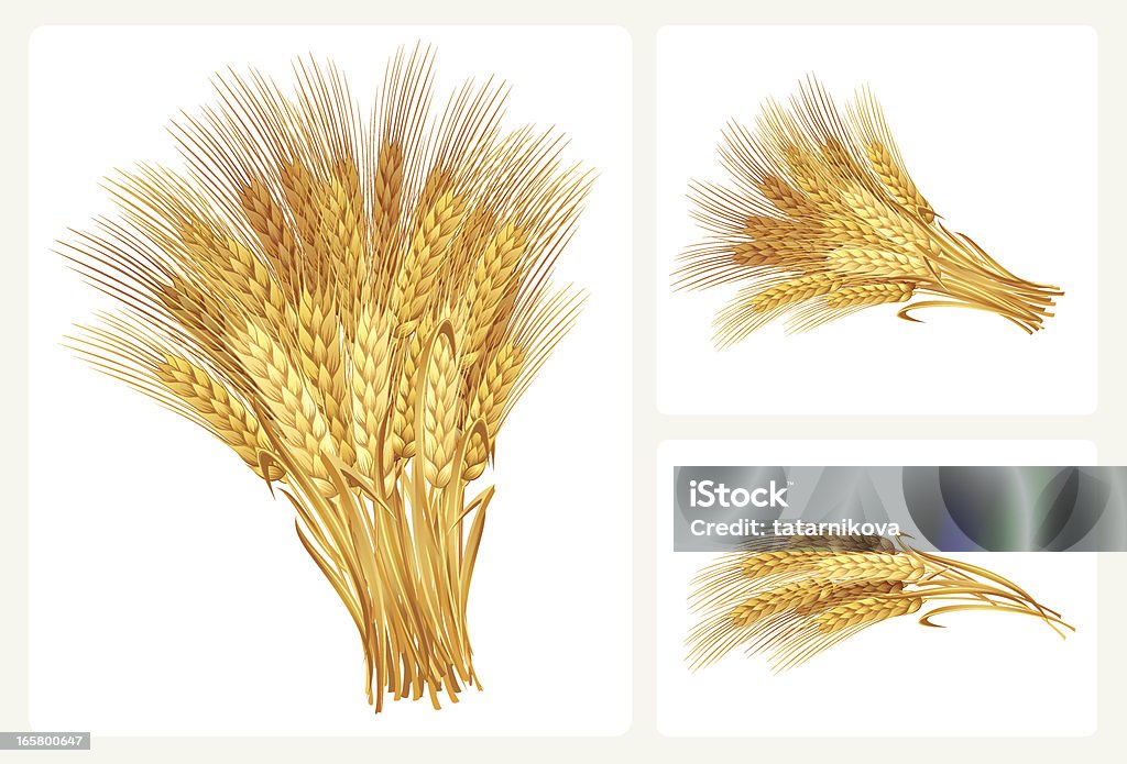 ウィイートセット - 小麦のロイヤリティフリーベクトルアート