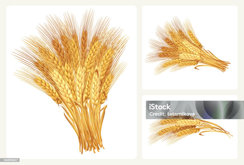 Пшеница набор - Векторная графика Пшеница роялти-фри