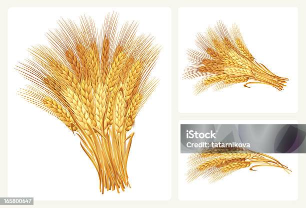 Пшеница Набор — стоковая векторная графика и другие изображения на тему Пшеница - Пшеница, Хлеб, Векторная графика