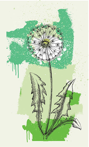 illustrazioni stock, clip art, cartoni animati e icone di tendenza di dandylion - dandelion single flower flower white