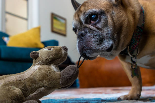 istock French bulldog reaching for toy 1658010499