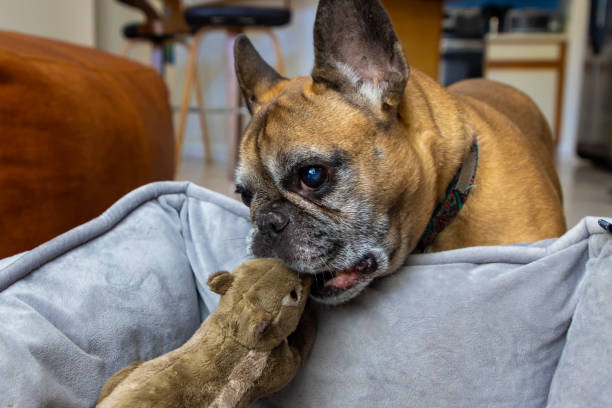 istock French bulldog reaching for toy 1658010500
