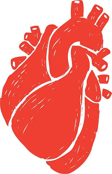Vector illustration of sketched human heart