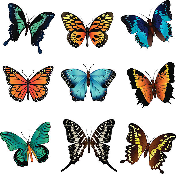 illustrazioni stock, clip art, cartoni animati e icone di tendenza di farfalle tropicale - papilio zagreus