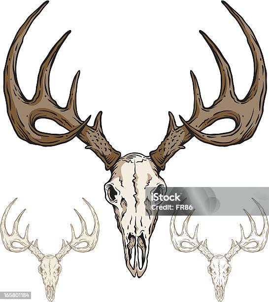 Ilustración de Deer Cráneo y más Vectores Libres de Derechos de Ciervo - Ciervo, Asta, Ciervo de cola blanca