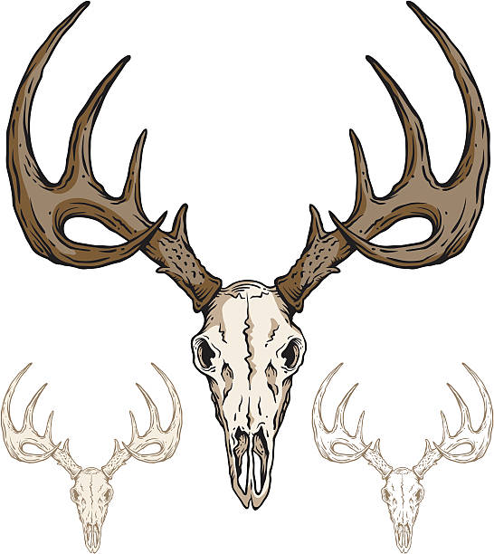 Deer Skull vector art illustration