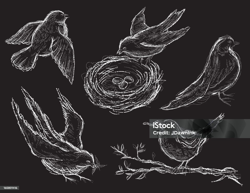 Schizzo disegno set di uccelli diversi - arte vettoriale royalty-free di Line Art