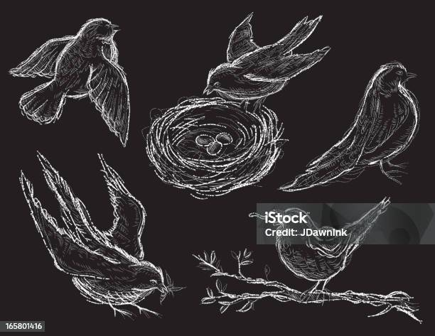 Schizzo Disegno Set Di Uccelli Diversi - Immagini vettoriali stock e altre immagini di Line Art - Line Art, Ramo - Parte della pianta, Uccello