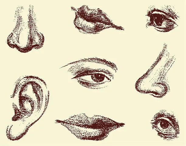 Vector illustration of fragments of the human face