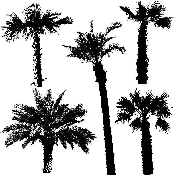 Vector illustration of Palms silhouettes