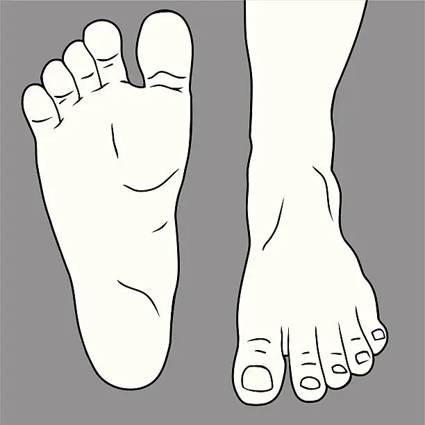 Vector illustration of Human Foot