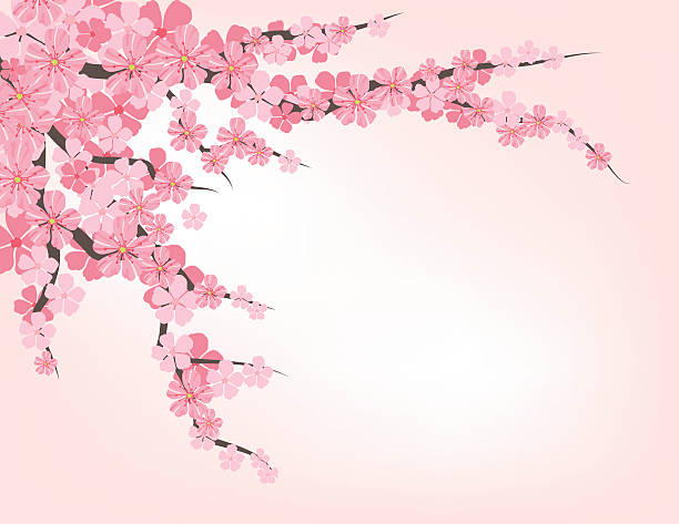 cherry blossom branch - вишня дерево stock illustrations