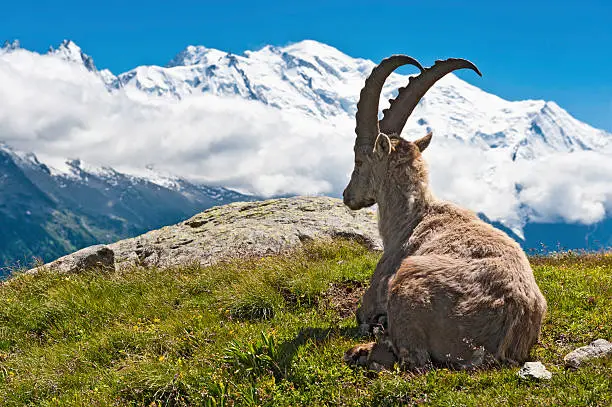 Large male Alpine Ibex (Capra ibex) resting high in the Aiguille Rouge nature reserve overlooking the dramatic snow capped peaks of the Chamonix valley to the iconic summit of Mont Blanc under deep blue summer skies. ProPhoto RGB profile for maximum color fidelity and gamut.