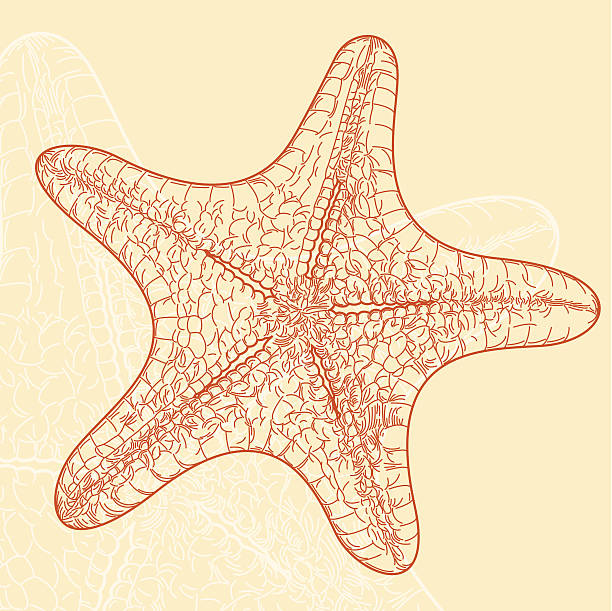 illustrations, cliparts, dessins animés et icônes de étoile de mer-dos - starfish woodcut backgrounds vector