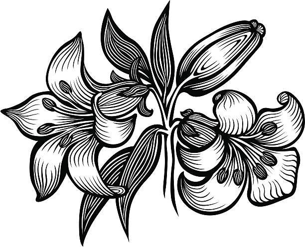 ilustraciones, imágenes clip art, dibujos animados e iconos de stock de lily - easter lily lily white backgrounds
