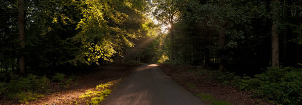 istock Sunbeams shinging on picturesque forest road 165802286