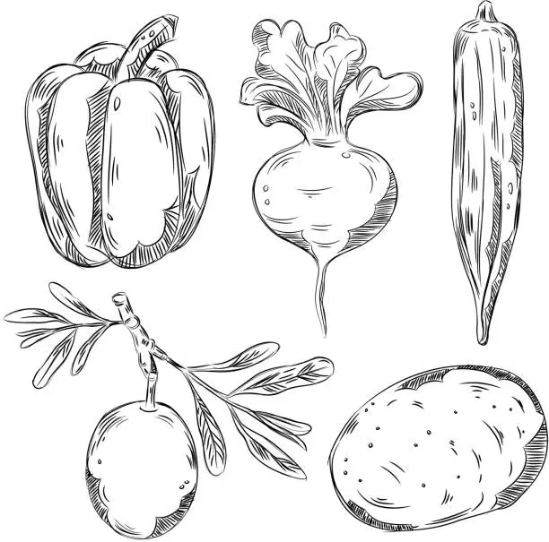 Vector illustration of Detailed Drawings of Vegetables