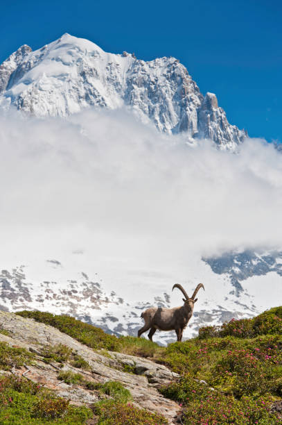 istock Wild ibex on mountain under snowy peaks Alps 165802727